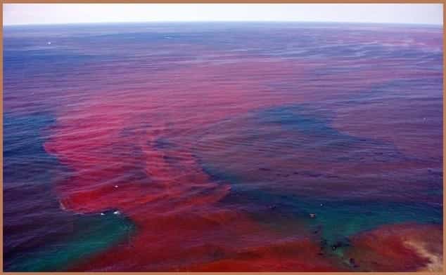 Thủy triều đỏ là hiện tượng đổi màu nước biển